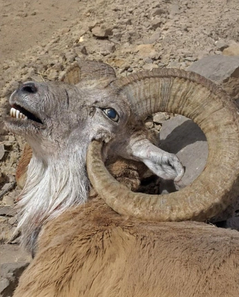 A cover of "chorona clo" cluster. The owner is laucrocodilo. The cluster consists of 177 elements.