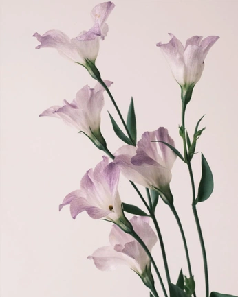 A cover of "Flowers" cluster. The owner is acesta. The cluster consists of 17 elements.