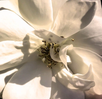 A cover of "Southern Grace" cluster. The owner is kayceo. The cluster consists of 21 elements.