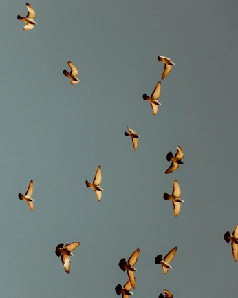 A cover of "Photography" cluster. The owner is mimslepims. The cluster consists of 1 element.