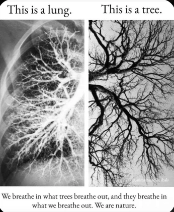 A cover of "INGENIA 7" cluster. The owner is clauuh. The cluster consists of 2 elements.