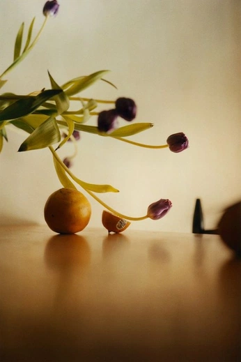 A cover of "Still life" cluster. The owner is metaprincess. The cluster consists of 75 elements.