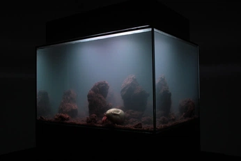 A cover of "Something Fishy Creative" cluster. The owner is dcambranes. The cluster consists of 41 elements.