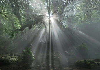 A cover of "nature i am your bride" cluster. The owner is swan. The cluster consists of 12 elements.