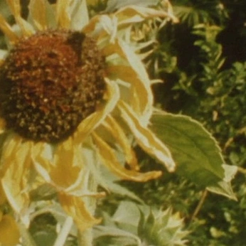 A cover of "Pori" cluster. The owner is faestories. The cluster description is "Dedicated to my oc, Pori". The cluster consists of 86 elements.