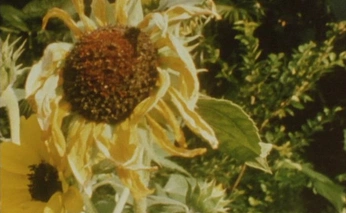 A cover of "Verena" cluster. The owner is tsoriano. The cluster consists of 45 elements.