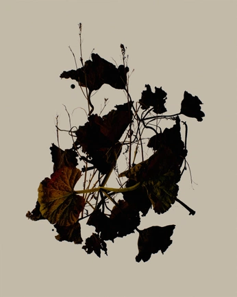 A cover of "Dry Leafs" cluster. The owner is rickdalton88. The cluster consists of 10 elements.