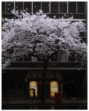 A cover of "photography" cluster. The owner is puppybear. The cluster consists of 7 elements.