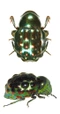 Cover of beetles cluster