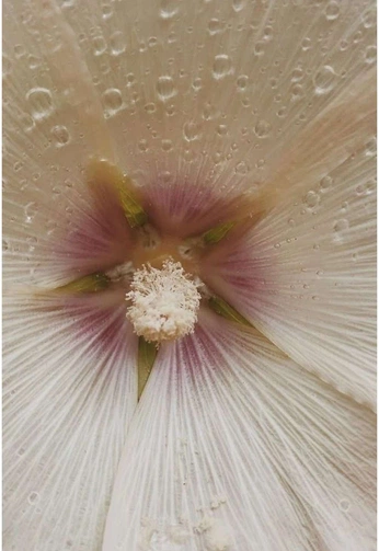 A cover of "Video" cluster. The owner is vera.dazi. The cluster consists of 56 elements.