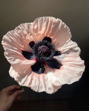 A cover of "Flora" cluster. The owner is cosmicmoonindi. The cluster consists of 10 elements.