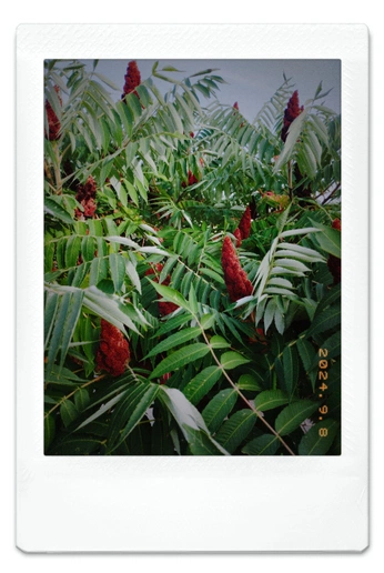 A cover of "Old Roll" cluster. The owner is nevena. The cluster consists of 10 elements.