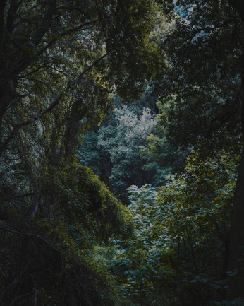 A cover of "Art nouveau" cluster. The owner is radradish074. The cluster consists of 12 elements.