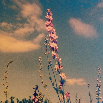 A cover of "August 2025" cluster. The owner is izabelacreatress. The cluster consists of 108 elements.