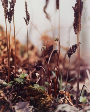 A cover of "Tiny Nature" cluster. The owner is loriphillips. The cluster consists of 4 elements.