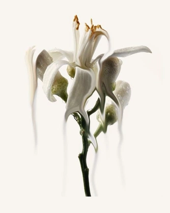 A cover of "flowers" cluster. The owner is japahn. The cluster consists of 7 elements.