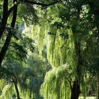 A cover of "lush landscapes" cluster. The owner is iyzeyben. The cluster consists of 43 elements.