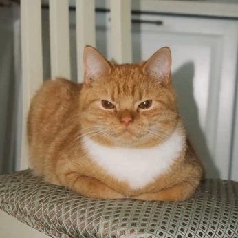 A cover of "cat" cluster. The owner is mzatemnennya. The cluster consists of 398 elements.