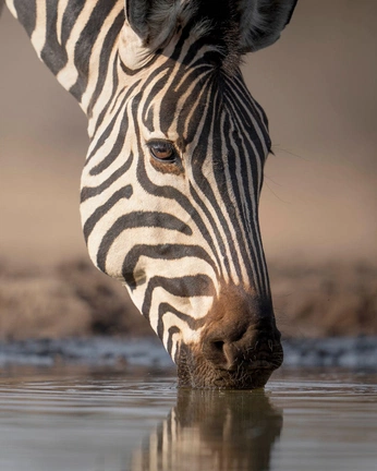 A cover of "Random Pieces" cluster. The owner is lce31. The cluster consists of 8 elements.