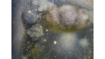 A cover of "hongo" cluster. The owner is lalianaa. The cluster consists of 1 element.