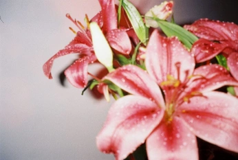 A cover of "intertwined" cluster. The owner is clarascool. The cluster consists of 5 elements.