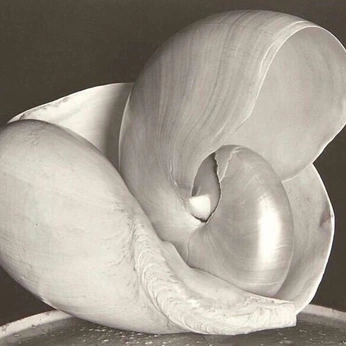 A cover of "shells" cluster. The owner is laterdove. The cluster consists of 25 elements.