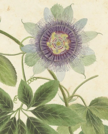 A cover of "Botanica" cluster. The owner is dianarobles. The cluster consists of 1 element.