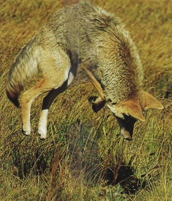 A cover of "me" cluster. The owner is wanabecoconut. The cluster consists of 23 elements.