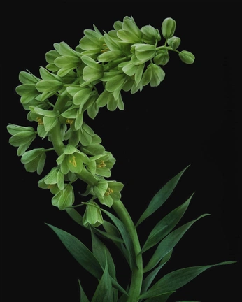 A cover of "Green" cluster. The owner is neelu. The cluster consists of 5 elements.