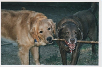 A cover of "Todd + Rach" cluster. The owner is palmhearts. The cluster consists of 25 elements.
