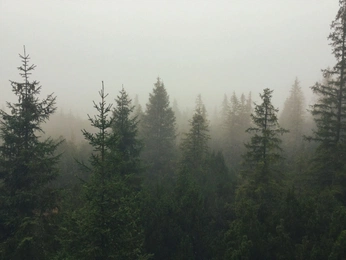 A cover of "Forestcore" cluster. The owner is laurenledonne. The cluster consists of 77 elements.