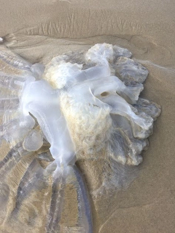 A cover of "Animal" cluster. The owner is melmomood. The cluster consists of 8 elements.