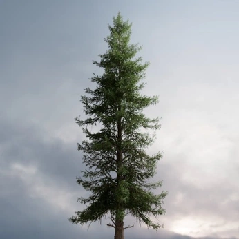 A cover of "WM" cluster. The owner is pabloo. The cluster consists of 13 elements.