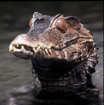 A cover of "🐊" cluster. The owner is lynkladaki. The cluster consists of 6 elements.