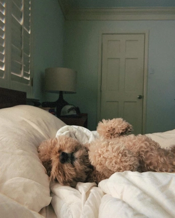 A cover of "Beastie" cluster. The owner is lizzythechemist. The cluster consists of 138 elements.