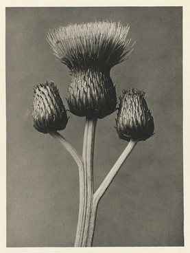 Karl Blossfeldt’s Urformen der Kunst (1928)