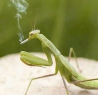 A cover of "type shi" cluster. The owner is backrooms. The cluster consists of 4 elements.