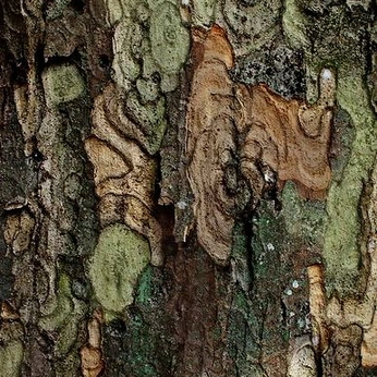 A cover of "corteccia" cluster. The owner is icyssarass. The cluster consists of 28 elements.