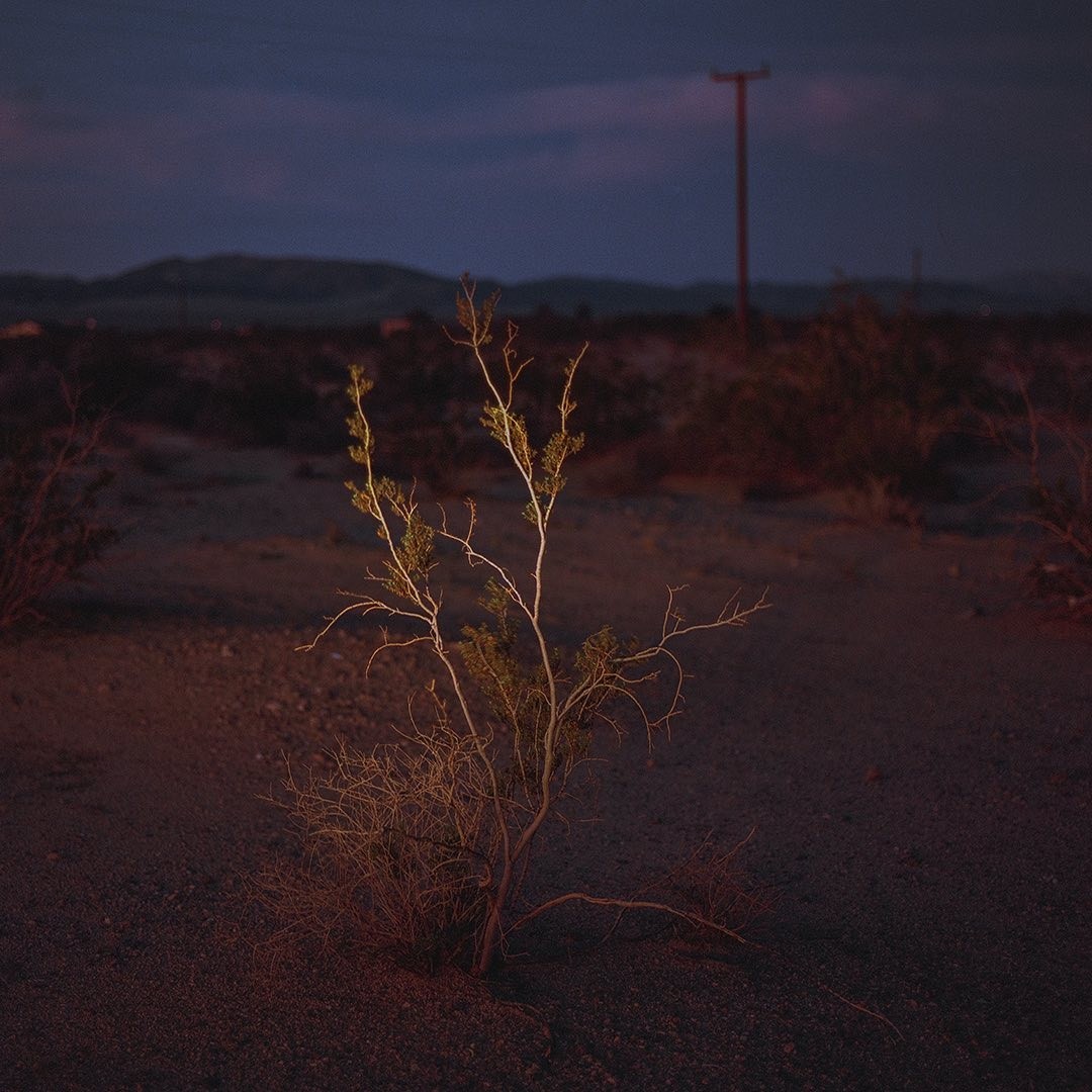An Instagram  post added on Jan 23, 2024. The author is @shadowontherun. May present: sky, cloud, plant, natural landscape, dusk.