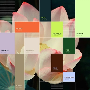 A cover of "Color" cluster. The owner is somos.studios. The cluster consists of 11 elements.