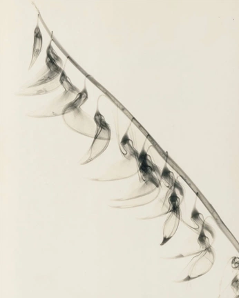 A cover of "Algo" cluster. The owner is toulouse. The cluster description is "Images that hold something in it what ever that somthing is.". The cluster consists of 88 elements.