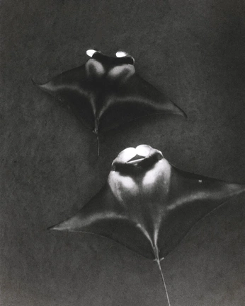 A cover of "Animals" cluster. The owner is eiles1102. The cluster consists of 23 elements.