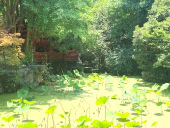 A cover of "My photos" cluster. The owner is blueginkoh. The cluster consists of 24 elements.