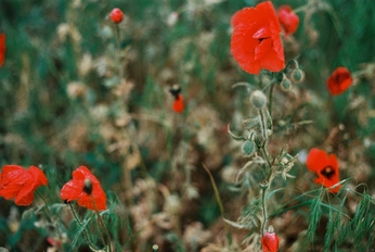 A cover of "Merry-go-round Purgatory" cluster. The owner is addrift. The cluster consists of 6 elements.