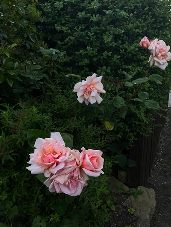 A cover of "Flowers🌸🌷🌺" cluster. The owner is ferta. The cluster consists of 2 elements.