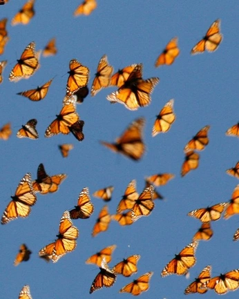 A cover of "Flying Creatures" cluster. The owner is alfaplum. The cluster consists of 3 elements.