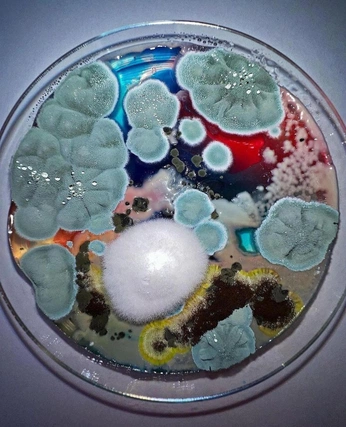 A cover of "Petri Dish" cluster. The owner is cerspense. The cluster consists of 14 elements.