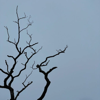 A cover of "forest" cluster. The owner is chiara.bisaccia. The cluster consists of 264 elements.