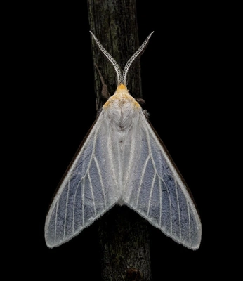 A cover of "Lacewing [OC Comic]" cluster. The owner is michaelwave. The cluster consists of 1 element.