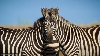 An image added by fiatlux on Oct 20, 2024. May present: comedy wildlife photography awards 2024 zebra, wildlife photography, photography, wildlife.